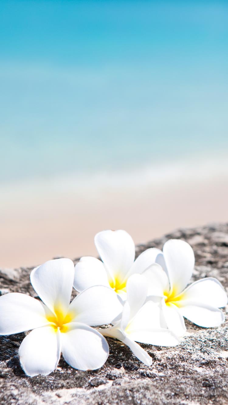 宇都宮市で、肩こり・頭痛の改善、不眠、小顔効果、健康的な美肌をお求めなら、整体で自律神経を整える当店へ。